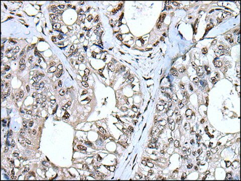 Anti-TIA1 affinity isolated antibody