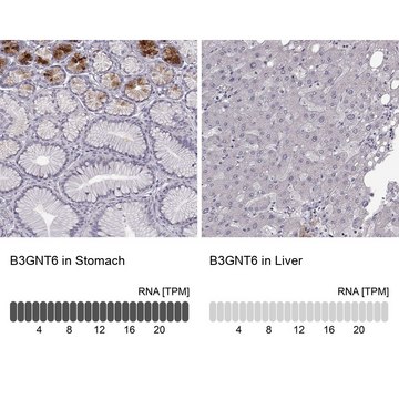 Anti-B3GNT6 antibody produced in rabbit Prestige Antibodies&#174; Powered by Atlas Antibodies, affinity isolated antibody, buffered aqueous glycerol solution