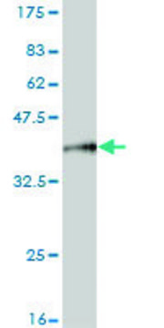 Monoclonal Anti-MARCH6 antibody produced in mouse clone 2F7, purified immunoglobulin, buffered aqueous solution