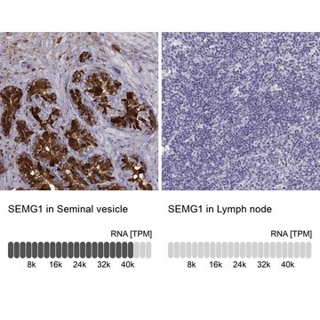 Anti-SEMG1 antibody produced in rabbit Prestige Antibodies&#174; Powered by Atlas Antibodies, affinity isolated antibody, buffered aqueous glycerol solution