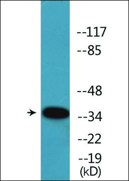 Anti-phospho-CREB (pSer142) antibody produced in rabbit affinity isolated antibody