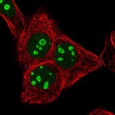 Anti-RRN3 antibody produced in rabbit affinity isolated antibody, buffered aqueous glycerol solution