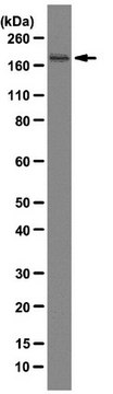 Anti-TAFII250 Antibody, clone 6B3 clone 6B3, from mouse