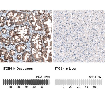 Monoclonal Anti-ITGB4 antibody produced in mouse Prestige Antibodies&#174; Powered by Atlas Antibodies, clone CL6973, purified immunoglobulin, buffered aqueous glycerol solution