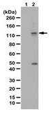 Anti-phospho ULK1 Antibody (Thr574) from rabbit, purified by affinity chromatography