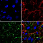 Monoclonal Anti-HSP70-R-Phycoerythrin antibody produced in mouse clone 1H11