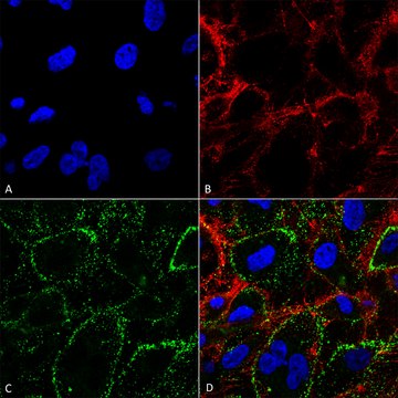 Monoclonal Anti-HSP70 antibody produced in mouse clone 1H11