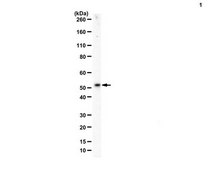 Anti-Meis1 from rabbit