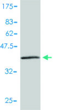 Monoclonal Anti-NME2 antibody produced in mouse clone 4B7-3F12, purified immunoglobulin, buffered aqueous solution