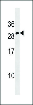 ANTI-ERYTHROPOIETIN(C-TERMINAL) antibody produced in rabbit IgG fraction of antiserum, buffered aqueous solution