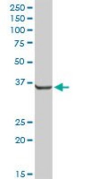 Anti-AKR7A2 antibody produced in rabbit purified immunoglobulin, buffered aqueous solution