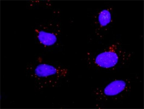 Monoclonal Anti-STAT3 antibody produced in mouse clone 1D11-2A11, purified immunoglobulin, buffered aqueous solution