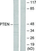 Anti-PTEN antibody produced in rabbit affinity isolated antibody
