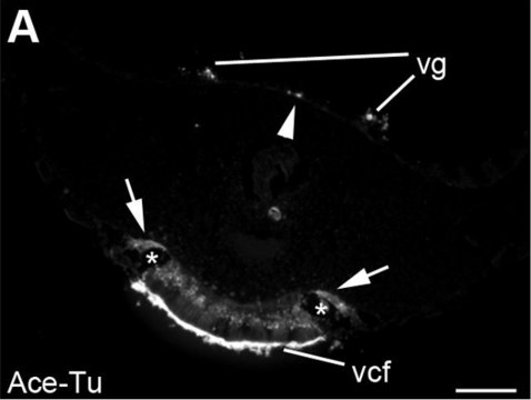 Monoclonal Anti-Tubulin, Acetylated antibody produced in mouse clone 6-11B-1, ascites fluid