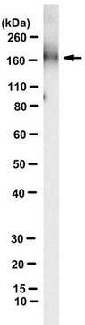 Anti-Neogenin Antibody, clone 21A8 clone 21A8, from rat