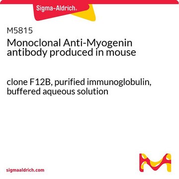 Monoclonal Anti-Myogenin antibody produced in mouse clone F12B, purified immunoglobulin, buffered aqueous solution