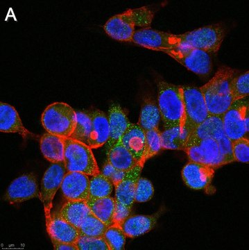 Anti-GPR146 Antibody, clone 1F6 ZooMAb&#174; Rabbit Monoclonal recombinant, expressed in HEK 293 cells