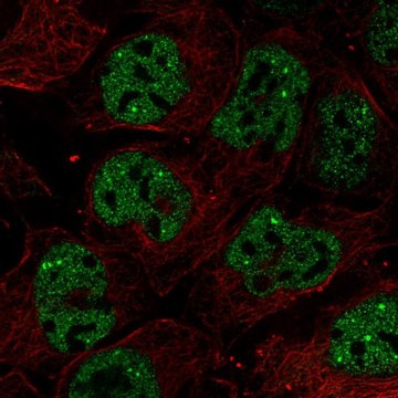 Anti-RNF34 antibody produced in rabbit Prestige Antibodies&#174; Powered by Atlas Antibodies, affinity isolated antibody