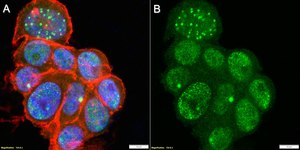 Anti-MAPKAPK-2 Antibody, clone 1E16 ZooMAb® Rabbit Monoclonal recombinant, expressed in HEK 293 cells