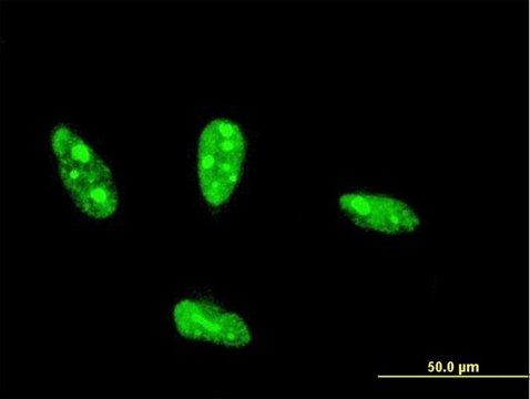 Monoclonal Anti-NHLH2 antibody produced in mouse clone 4E4, purified immunoglobulin, buffered aqueous solution