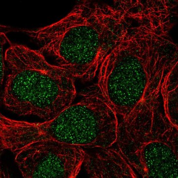 Anti-USP3 antibody produced in rabbit Prestige Antibodies&#174; Powered by Atlas Antibodies, affinity isolated antibody