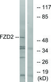 Anti-FZD2 antibody produced in rabbit affinity isolated antibody