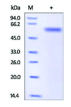 SERPINA1/A1AT human recombinant, expressed in HEK 293 cells, &#8805;95% (SDS-PAGE)