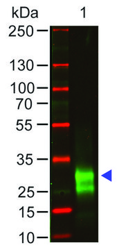 Anti-Rabbit IgG F(ab&#8242;)2, F(ab&#8242;)2 fragment, highly cross absorbed antibody produced in goat affinity isolated antibody, buffered aqueous solution