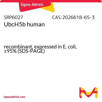 UbcH5b human recombinant, expressed in E. coli, &#8805;95% (SDS-PAGE)