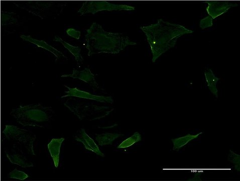 Monoclonal Anti-CD19 antibody produced in mouse clone 1C9, purified immunoglobulin, buffered aqueous solution