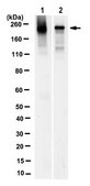 Anti-E3 ubiquitin-protein ligase UBR1 Antibody, clone 6H9.1 clone 6H9.1, from mouse