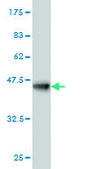 ANTI-YY1 antibody produced in mouse clone 4D2, purified immunoglobulin, buffered aqueous solution