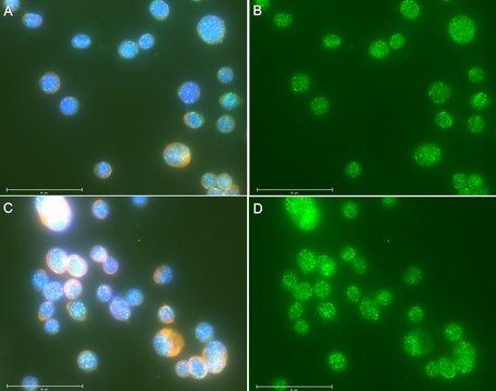 Anti-HHV-8 LANA1 Antibody, clone 1D10C3