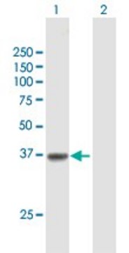 Anti-SLC22A18 antibody produced in mouse purified immunoglobulin, buffered aqueous solution