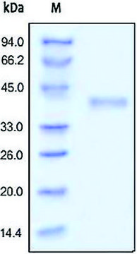 R spondin-1 human recombinant, expressed in HEK 293 cells, &#8805;98% (SDS-PAGE)