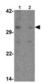 Anti-PHOX2A Antibody from rabbit, purified by affinity chromatography