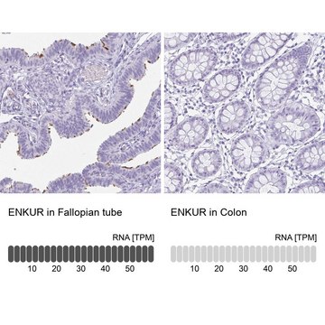 Anti-ENKUR antibody produced in rabbit Prestige Antibodies&#174; Powered by Atlas Antibodies, affinity isolated antibody, buffered aqueous glycerol solution