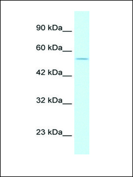 Anti-EGLN1 antibody produced in rabbit IgG fraction of antiserum