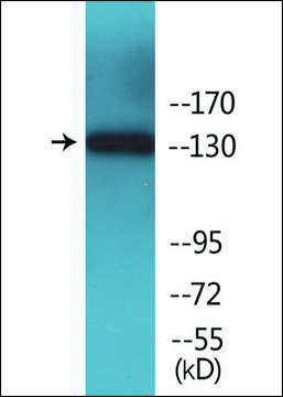 Anti-phospho-IRS-1 (pSer612) antibody produced in rabbit affinity isolated antibody