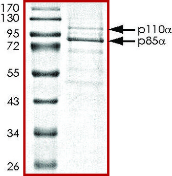 PI3K (p110-&#945;/p85-&#945;), active, His tagged from mouse and human PRECISIO&#174;, recombinant, expressed in baculovirus infected Sf9 cells, &#8805;70% (SDS-PAGE), buffered aqueous glycerol solution