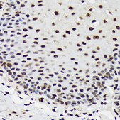 Anti-SF3B3/SAP130 antibody produced in rabbit