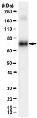 Anti-sACDY10 Antibody, clone R21