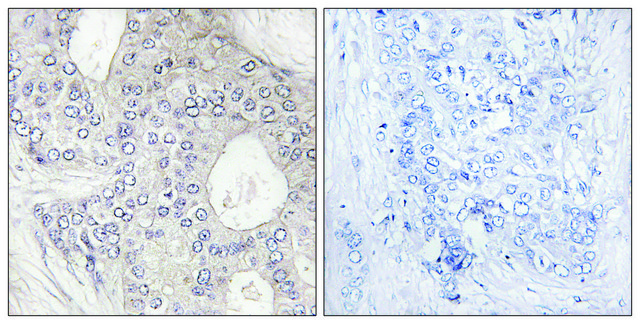 Anti-Cytochrome P450 1A2 antibody produced in rabbit affinity isolated antibody