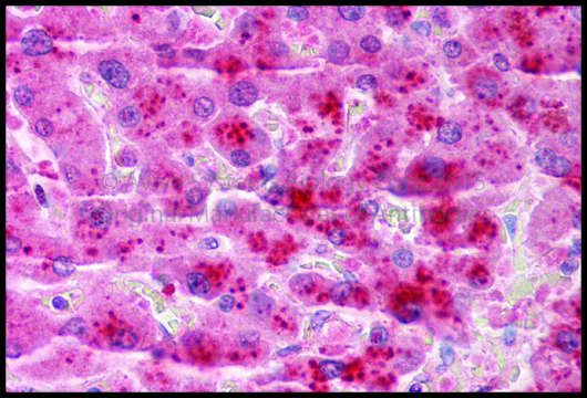 Anti-TSPAN4 antibody produced in rabbit affinity isolated antibody