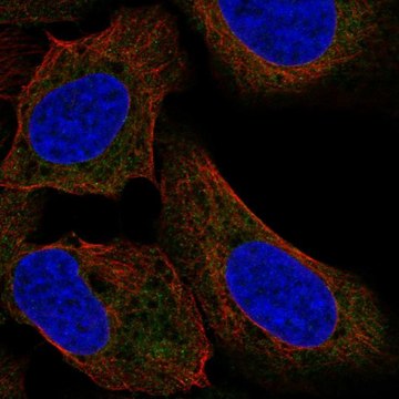 Anti-TTF2 antibody produced in rabbit Prestige Antibodies&#174; Powered by Atlas Antibodies, affinity isolated antibody