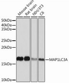 Anti-MAP1LC3A antibody produced in rabbit