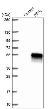 Anti-RFFL antibody produced in rabbit Prestige Antibodies® Powered by Atlas Antibodies, affinity isolated antibody, buffered aqueous glycerol solution