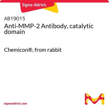 抗-MMP-2抗体，催化结构域 Chemicon&#174;, from rabbit