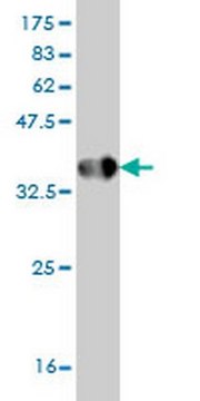 Anti-HPSE Mouse mAb (4D7) liquid, clone 4D7, Calbiochem&#174;