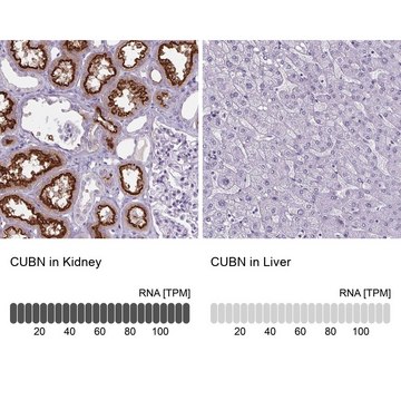 Anti-CUBN antibody produced in rabbit Prestige Antibodies&#174; Powered by Atlas Antibodies, affinity isolated antibody